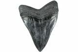 Fossil Megalodon Tooth - South Carolina #236060-2